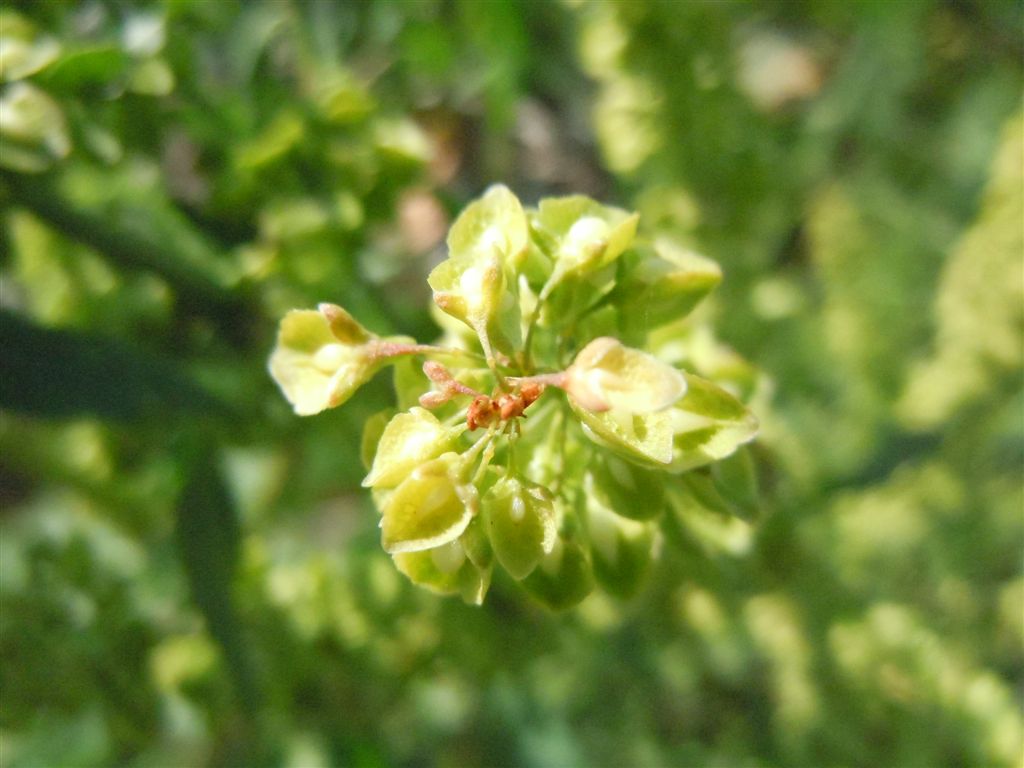 Rumex crispus